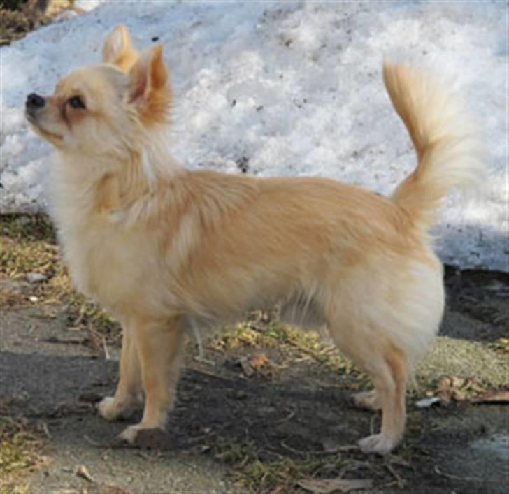 Chihuahua Mr. Keaton aka Bjørn billede 4