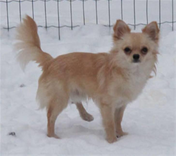 Chihuahua Mr. Keaton aka Bjørn billede 5