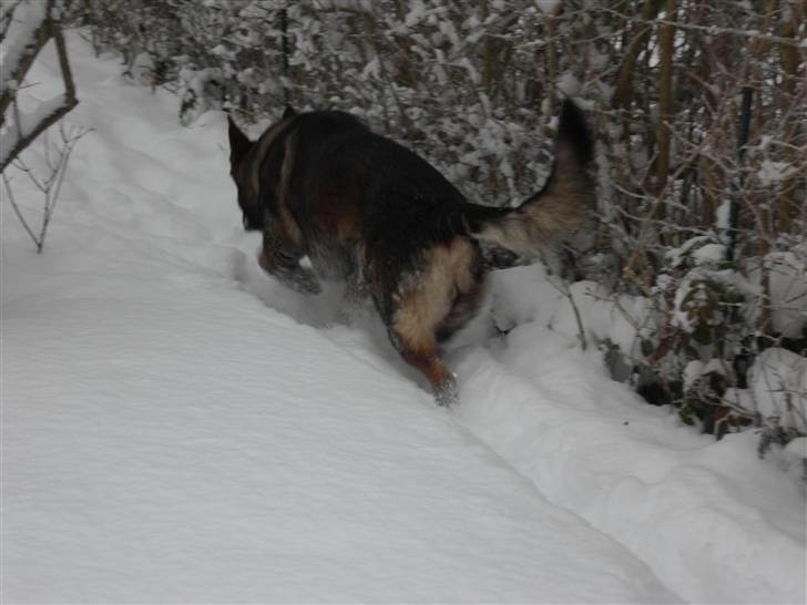 Schæferhund rollo - så giv mig dog min bold, før vil jeg ikke kigge  billede 1