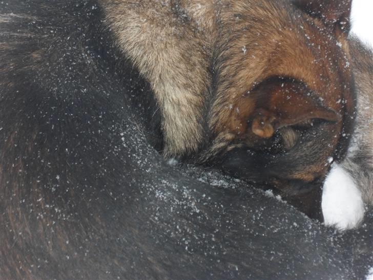 Schæferhund rollo - hvad har du gang i? billede 2