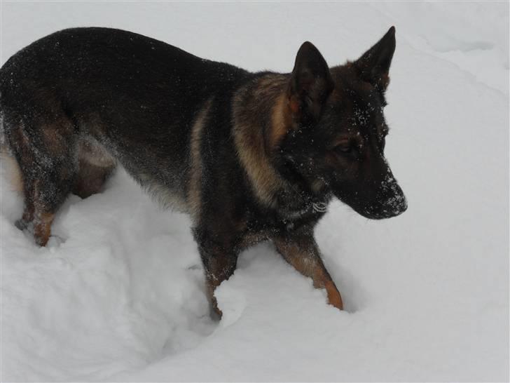 Schæferhund rollo - zzzzzz ... hey! hold lige op jeg prøver at sove ... zzzz billede 3