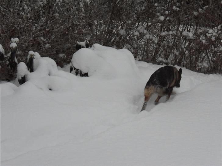 Schæferhund rollo - camping er nu alligevel hyggeligt billede 4