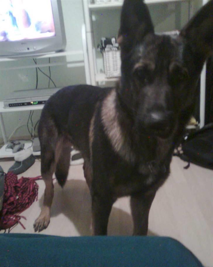 Schæferhund rollo - hvad vil du have?? billede 5