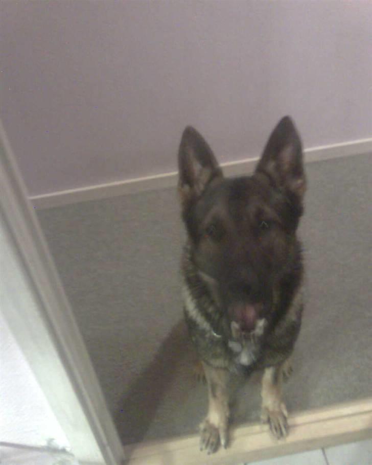 Schæferhund rollo - ser jeg ikke bare nuttet ud?? billede 6