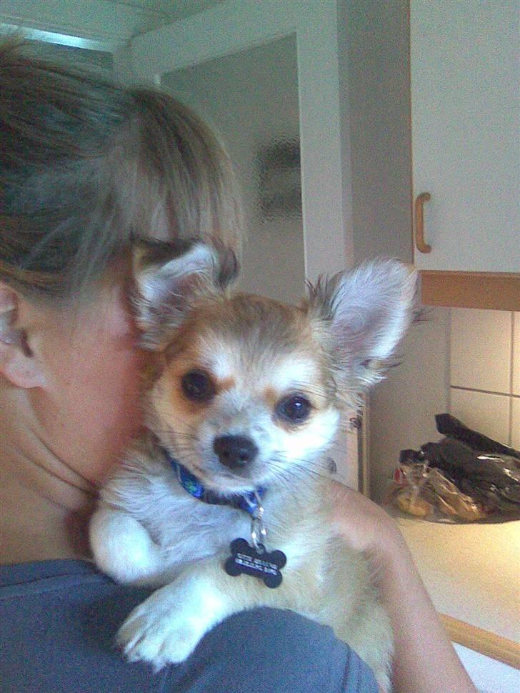 Chihuahua Bertil billede 1