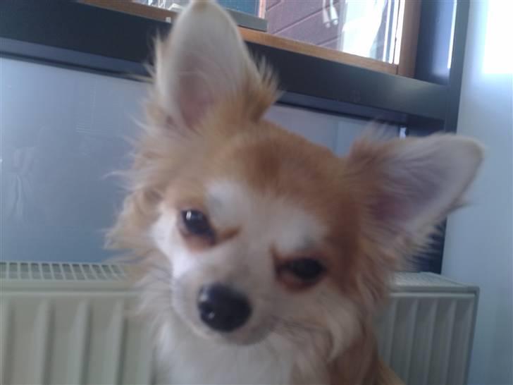 Chihuahua Bertil billede 2