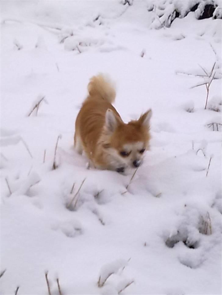 Chihuahua Bertil billede 3