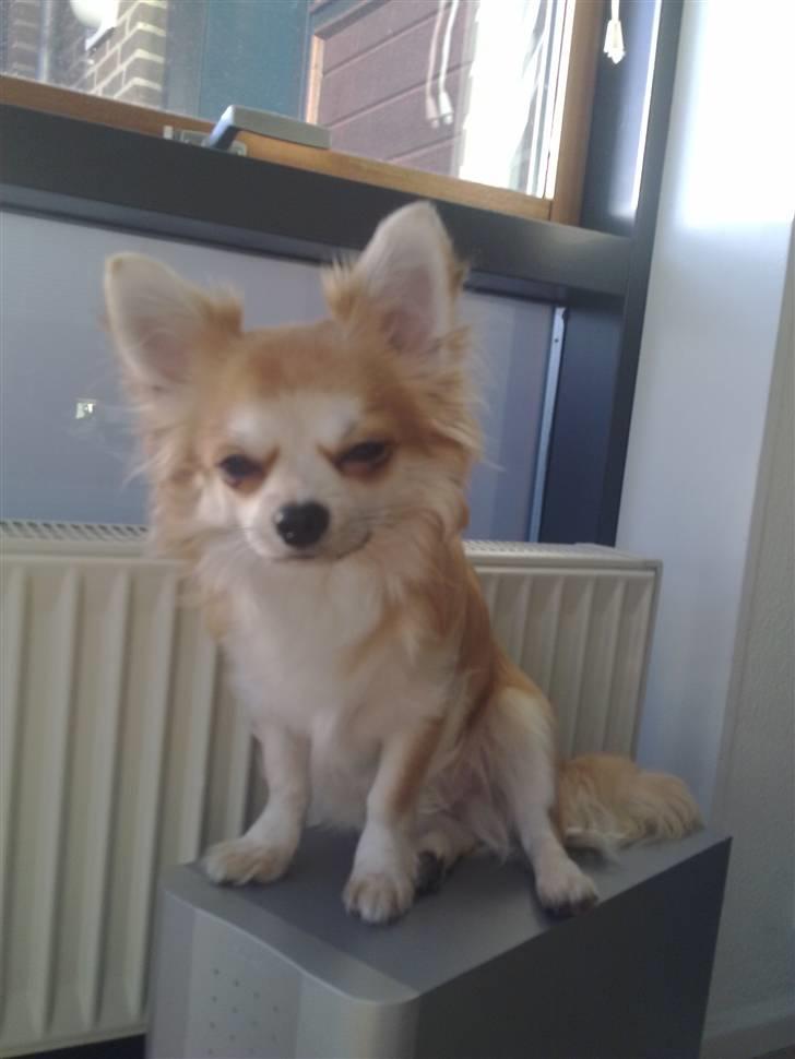Chihuahua Bertil billede 4