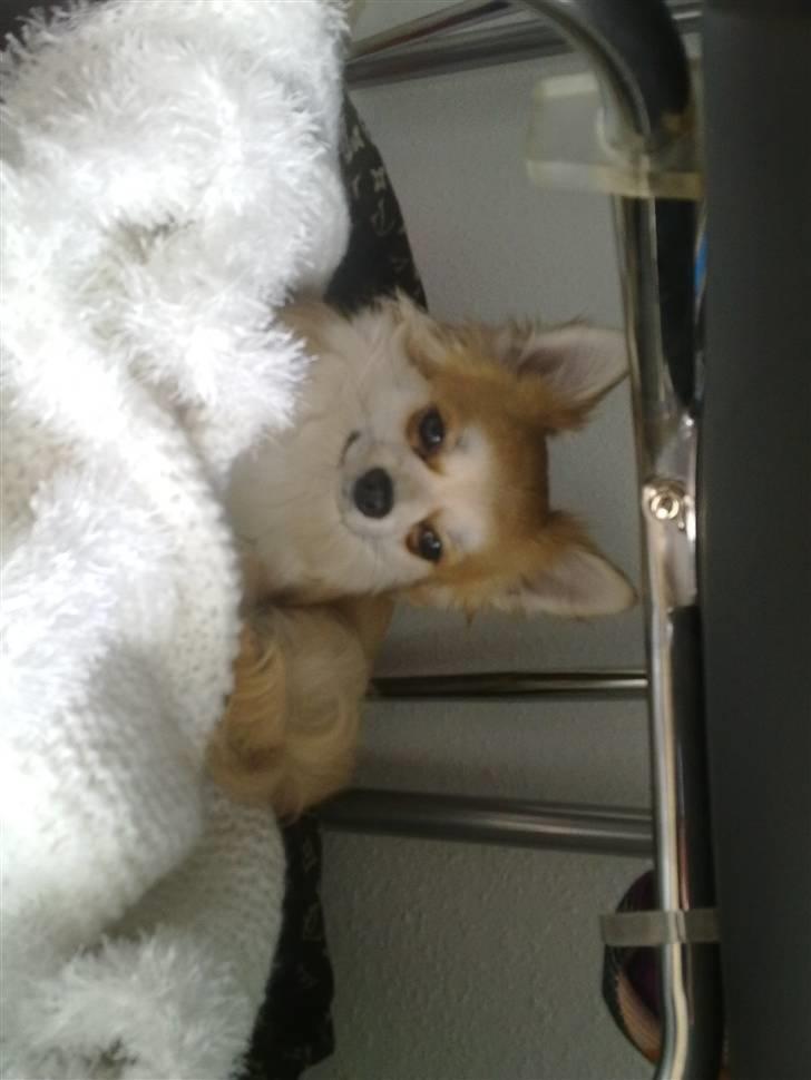 Chihuahua Bertil billede 5