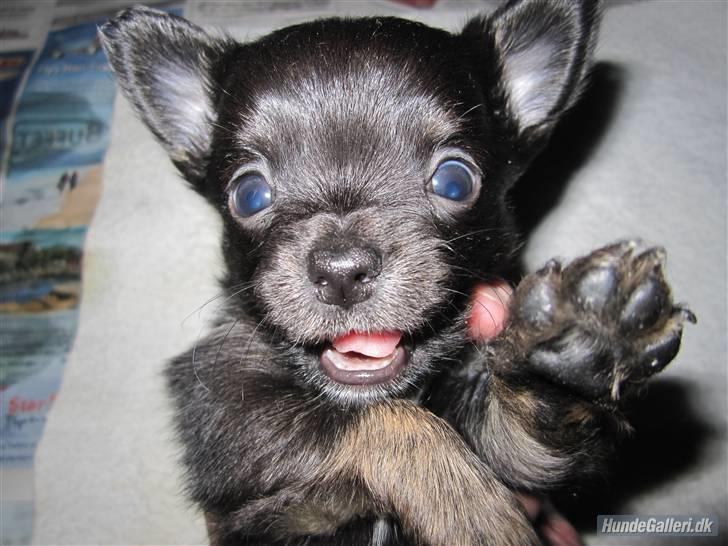 Chihuahua Luca - 5 uger. Mor og jeg passer godt sammen, vi er nemlig begge skøre og krævende. ;) billede 4