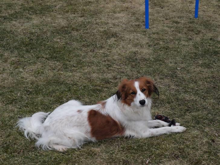 Kooikerhondje Høgedals Zita billede 1