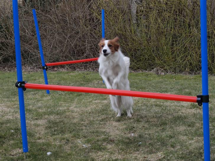 Kooikerhondje Høgedals Zita billede 2