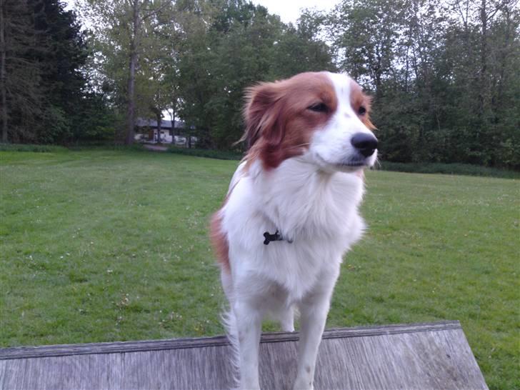 Kooikerhondje Høgedals Zita billede 3