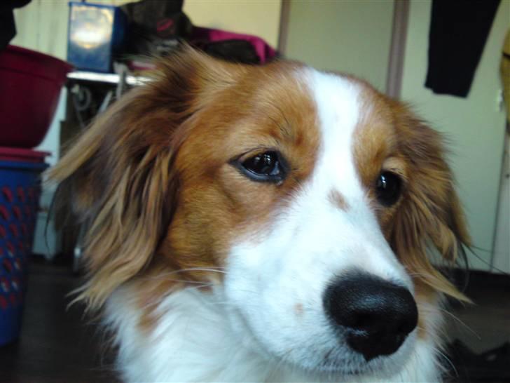 Kooikerhondje Høgedals Zita billede 4