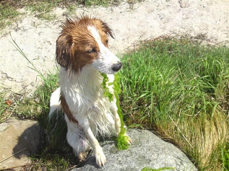 Kooikerhondje Høgedals Zita billede 5