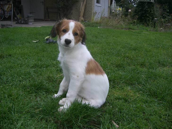 Kooikerhondje Høgedals Zita billede 6