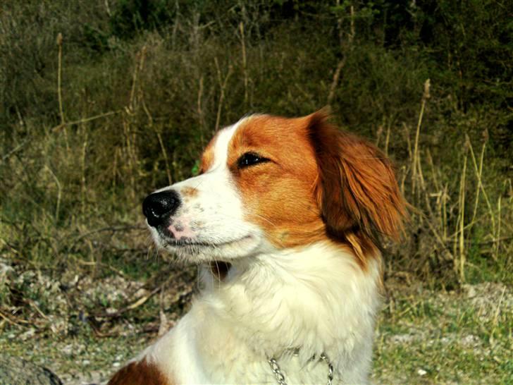 Kooikerhondje Høgedals Zita billede 7