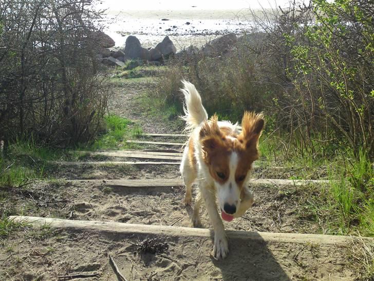 Kooikerhondje Høgedals Zita billede 8