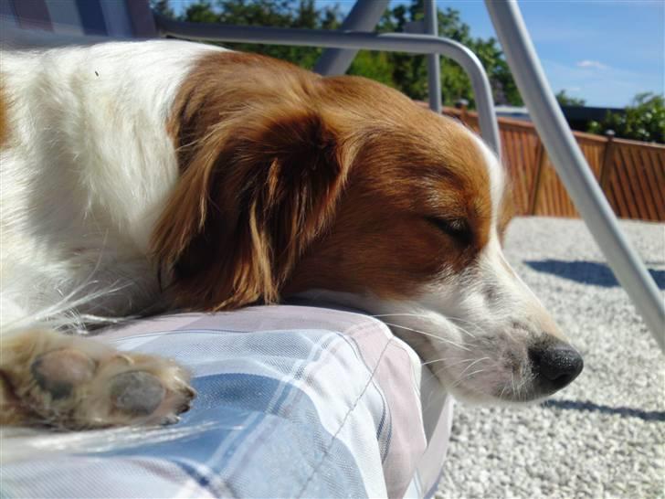 Kooikerhondje Høgedals Zita billede 9