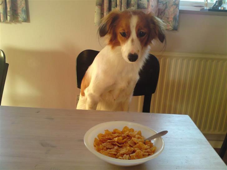 Kooikerhondje Høgedals Zita billede 10