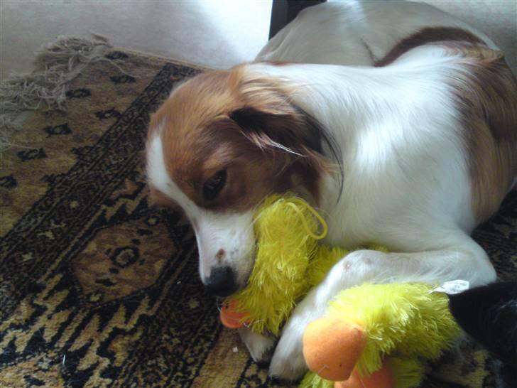 Kooikerhondje Høgedals Zita billede 11