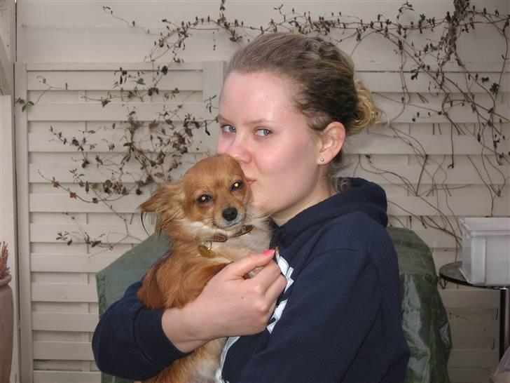 Chihuahua Bella - En glad Bella og meget træt Mette :p billede 2