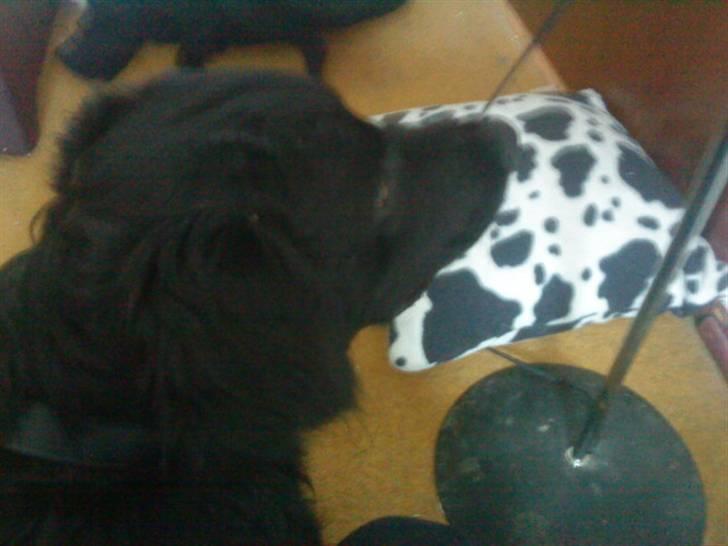 Blanding af racer *Balou*-Louise billede 1