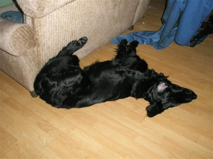 Blanding af racer *Balou*-Louise billede 2