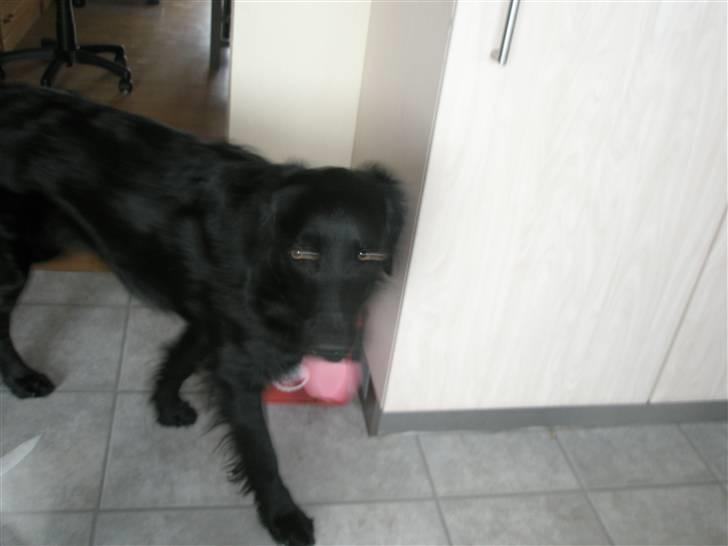 Blanding af racer *Balou*-Louise billede 3