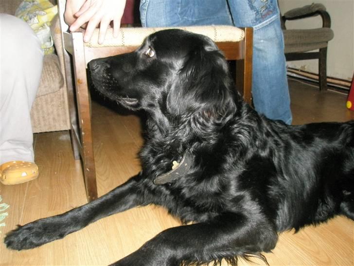 Blanding af racer *Balou*-Louise billede 4