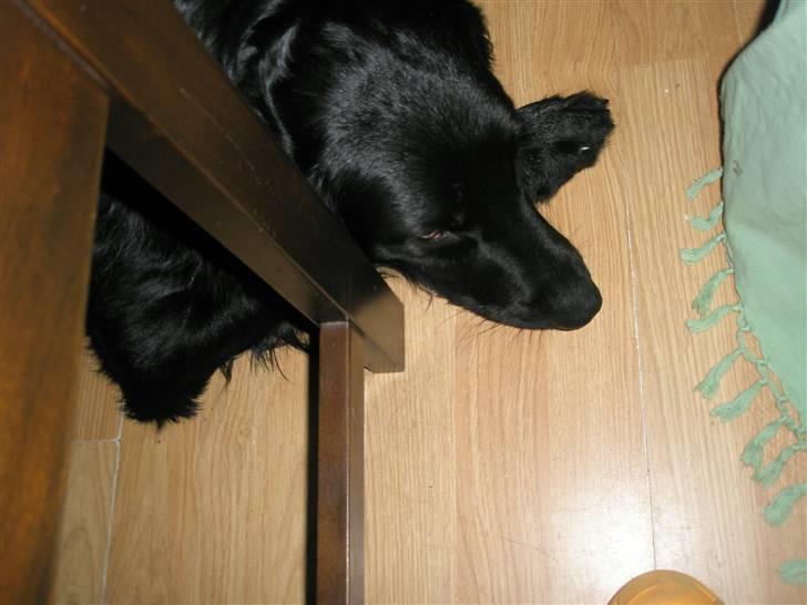 Blanding af racer *Balou*-Louise billede 5