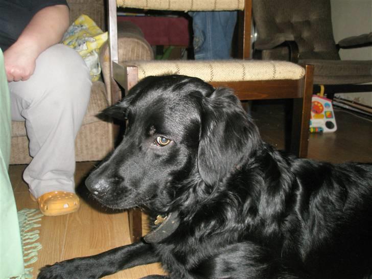 Blanding af racer *Balou*-Louise billede 6