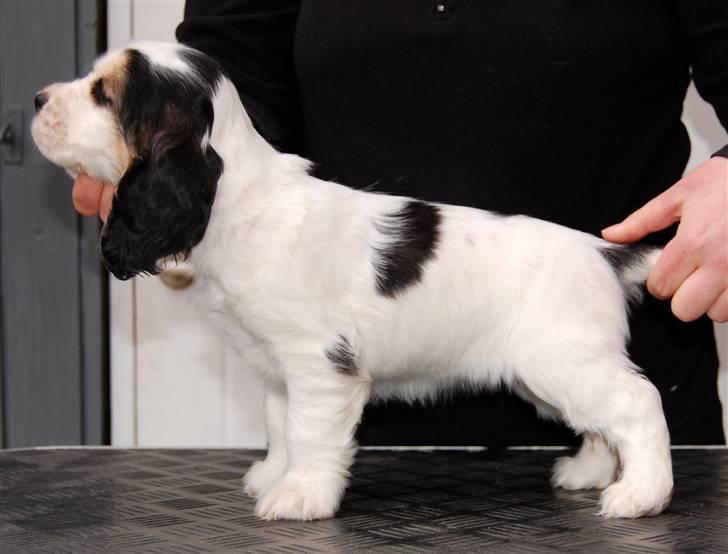 Cocker spaniel Vanilla Joy Dream Design - Ditte - 7 uger gammel billede 17