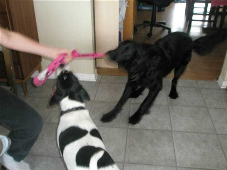 Blanding af racer *Balou*-Louise billede 7