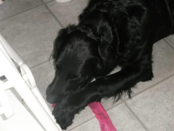 Blanding af racer *Balou*-Louise billede 8