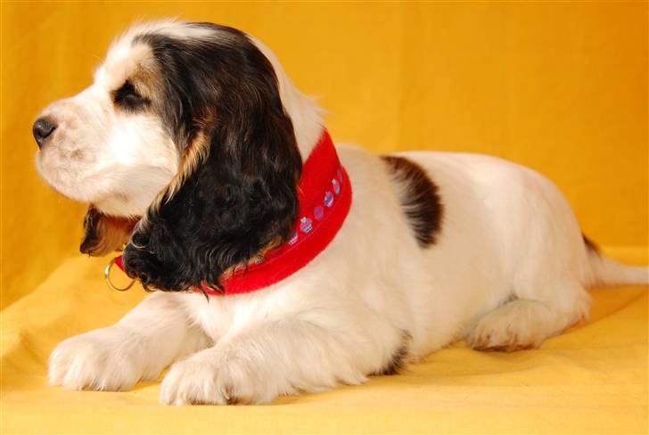 Cocker spaniel Vanilla Joy Dream Design - Ditte - 8 uger gammel billede 16