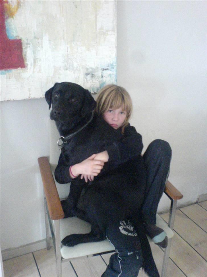 Labrador retriever Luker-boy<33-Jose billede 2