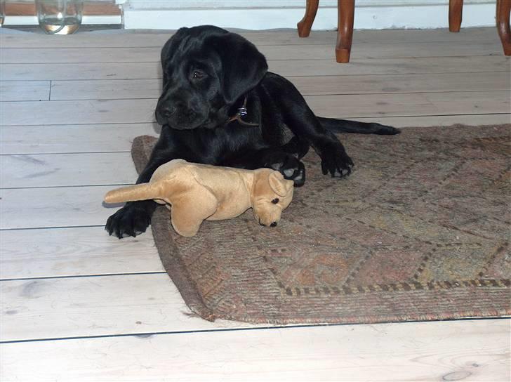 Labrador retriever Luker-boy<33-Jose billede 3