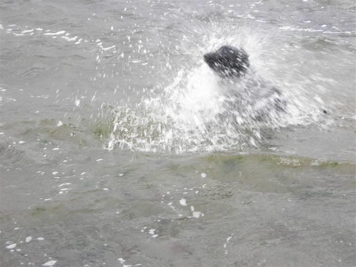 Labrador retriever Luker-boy<33-Jose billede 5