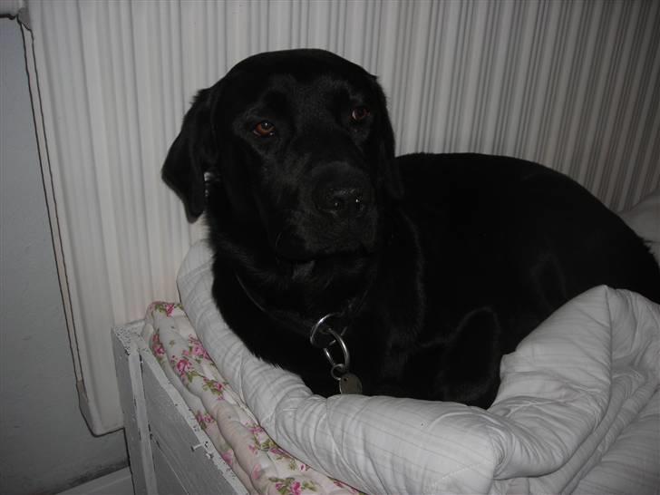 Labrador retriever Luker-boy<33-Jose billede 6