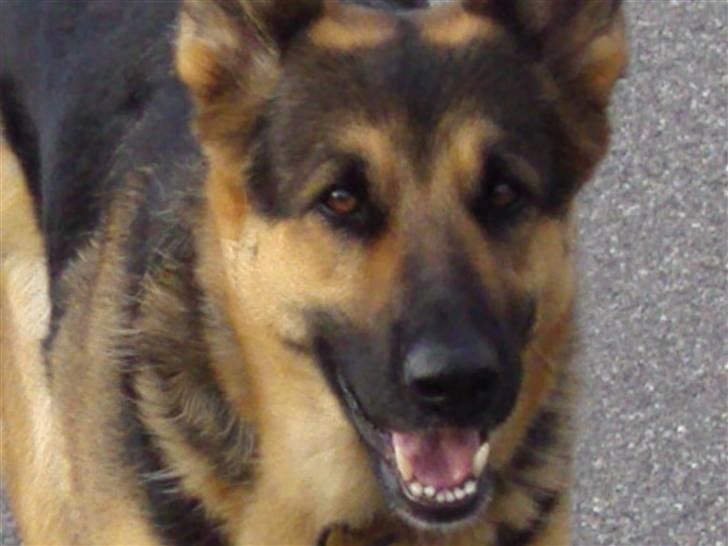 Schæferhund Leika billede 1