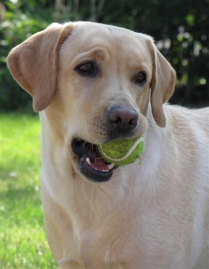 Labrador retriever Freja billede 1