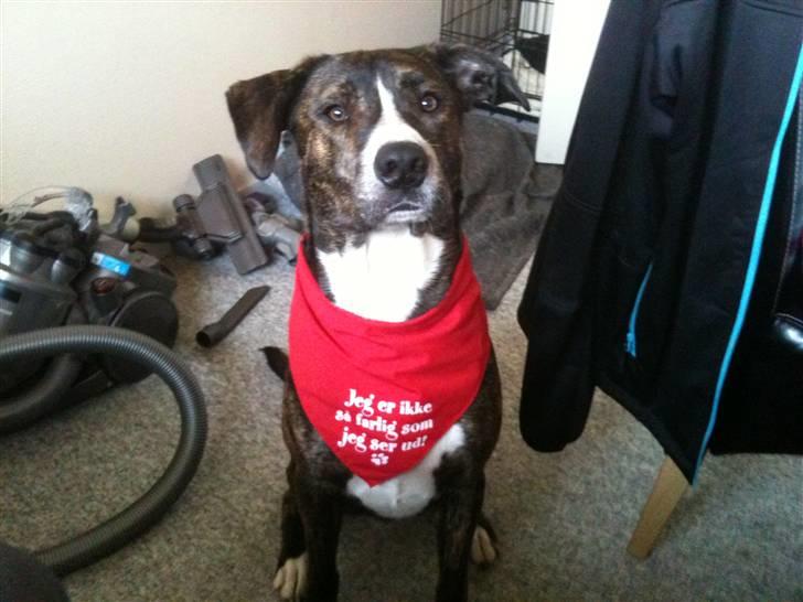 Amerikansk staffordshire terrier Django billede 16