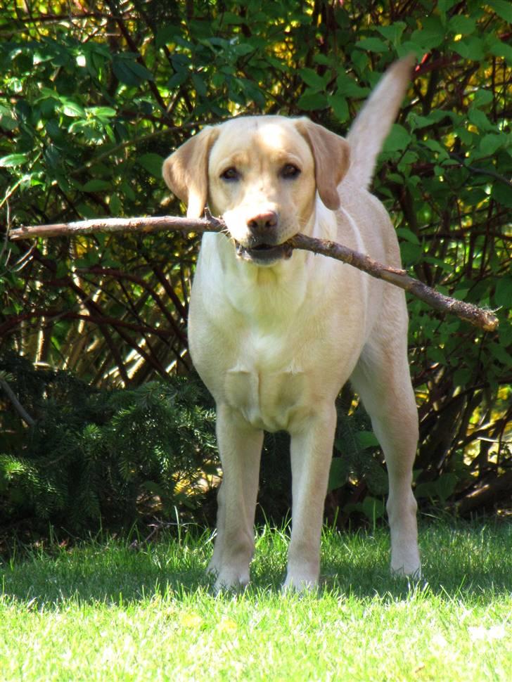 Labrador retriever Freja billede 2