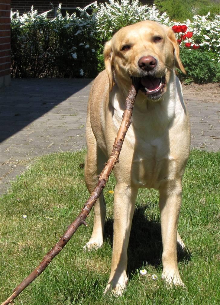 Labrador retriever Freja billede 6