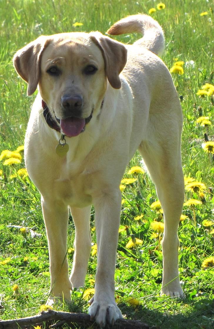 Labrador retriever Freja billede 8