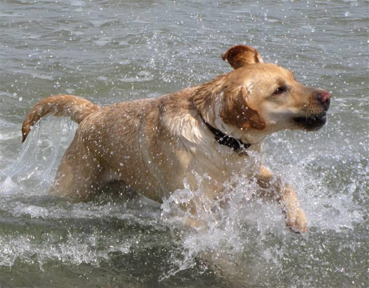 Labrador retriever Freja billede 9