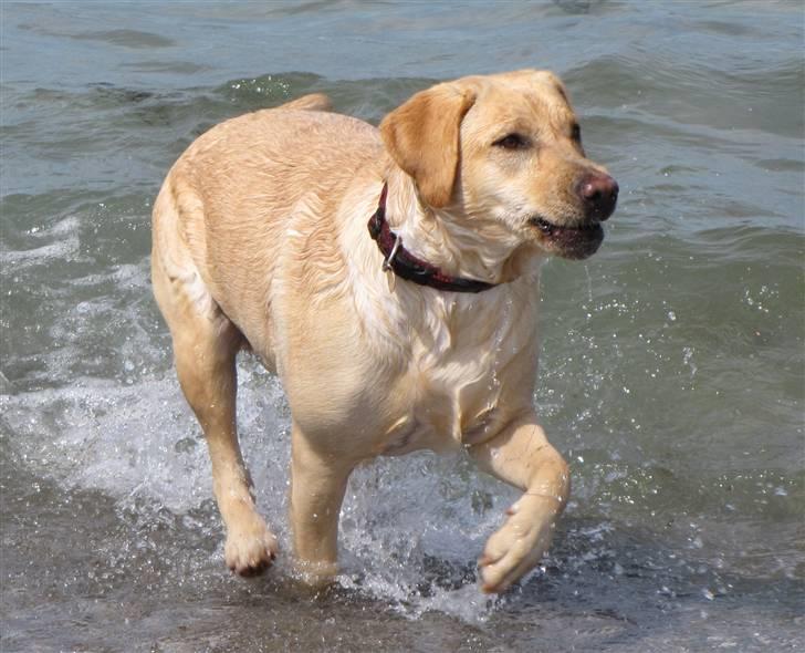 Labrador retriever Freja billede 10