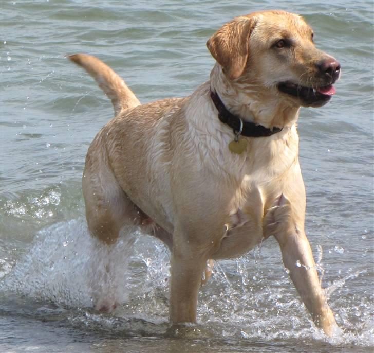 Labrador retriever Freja billede 11