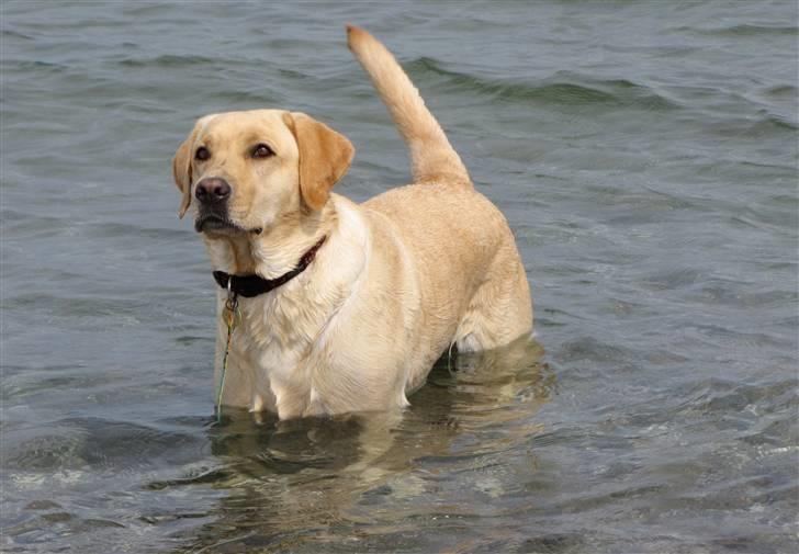 Labrador retriever Freja billede 13